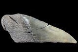 Partial Fossil Megalodon Tooth #88642-1